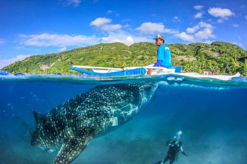 Cebu: Whale Shark, Monkey Sanctuary, & Moalboal Turtles Tour - Key points to know before booking