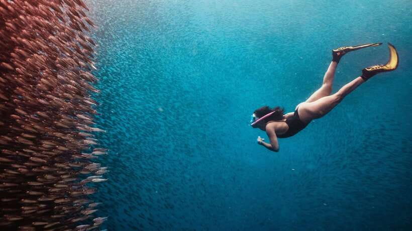 Cebu: Whale Shark, Monkey Sanctuary, & Moalboal Turtles Tour - Who will enjoy this Cebu tour most?
