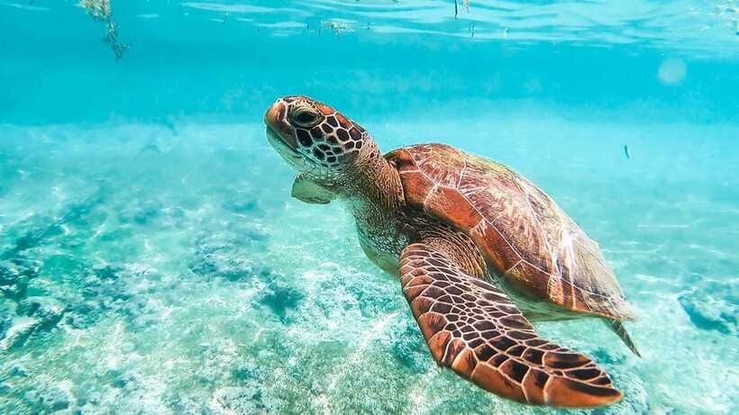 Cebu: Whale Shark, Monkey Sanctuary, & Moalboal Turtles Tour - Crossing Cebu to Moalboal
