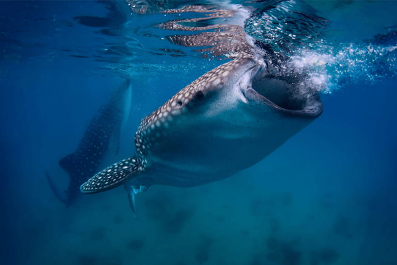 Cebu: Whale Shark, Monkey Sanctuary, & Moalboal Turtles Tour - What the free GoPro really adds