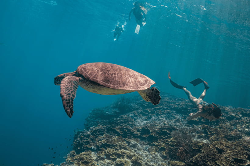 Cebu: Whale Shark, Monkey Sanctuary, & Moalboal Turtles Tour - Is $127 a fair price?