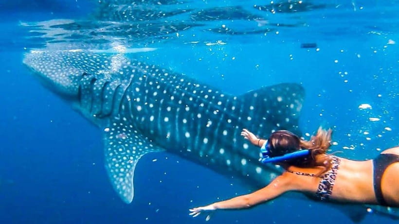 Cebu: Whale Shark, Monkey Sanctuary & Turtle Snorkeling Tour - Key points to know before booking