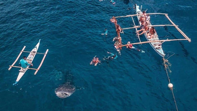 Cebu: Whale Shark, Monkey Sanctuary & Turtle Snorkeling Tour - Tumalog Falls, or a flexible replacement