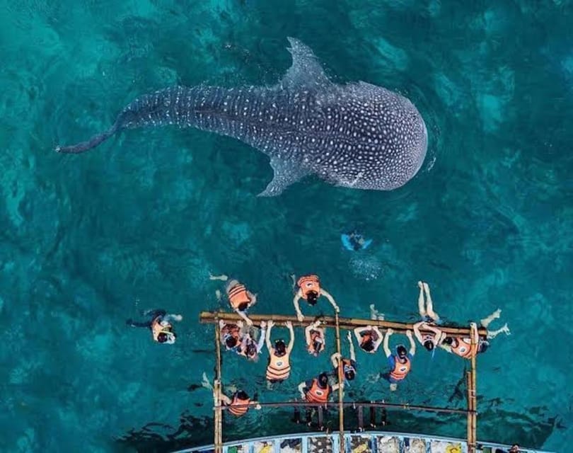 Cebu: Whale Shark, Monkey Sanctuary & Turtle Snorkeling Tour - The monkey sanctuary and forest wildlife