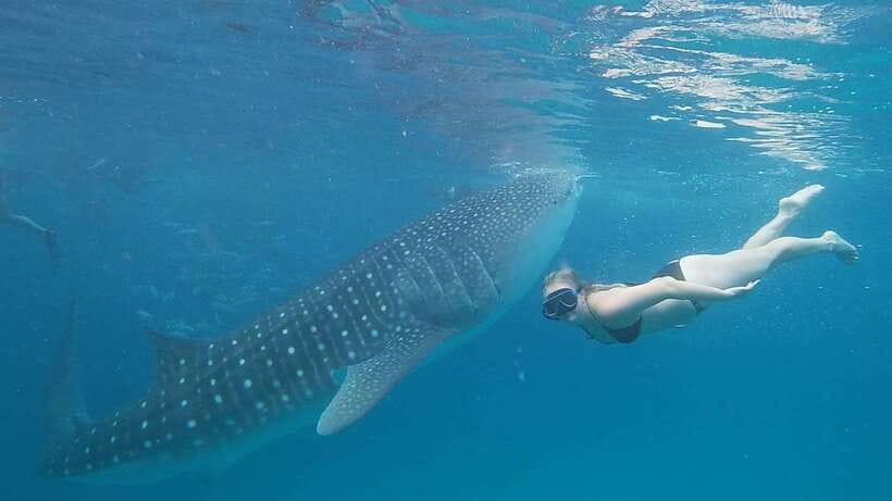 Cebu: Whale Shark, Monkey Sanctuary & Turtle Snorkeling Tour - Early pickup and the long road south