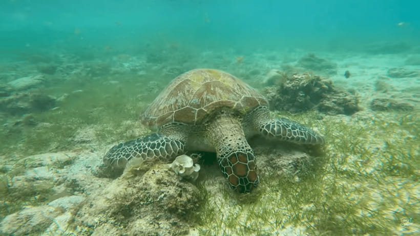 Cebu: Whale Shark Oslob and Moalboal Snorkeling Adventure - Key points at a glance