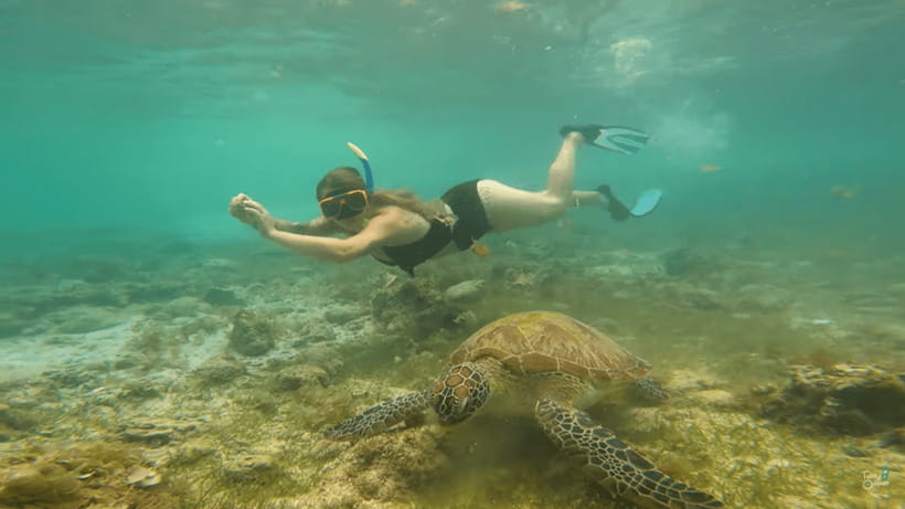 Cebu: Whale Shark Oslob and Moalboal Snorkeling Adventure - Why this Cebu combination works
