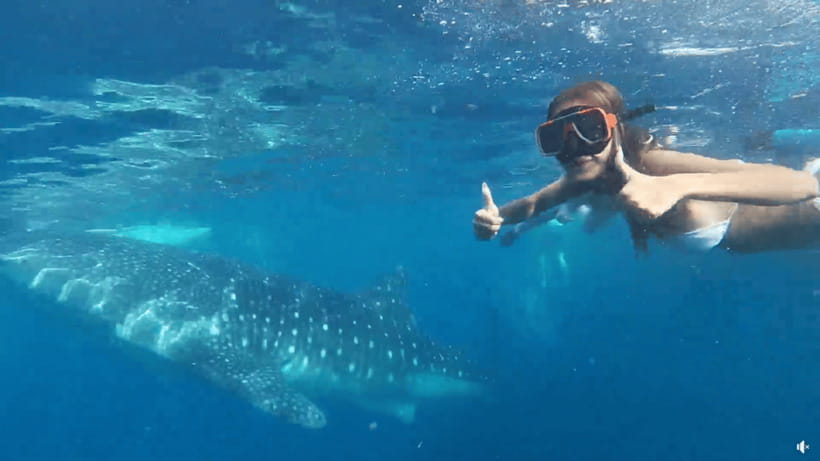 Cebu: Whale Shark Oslob and Moalboal Snorkeling Adventure - Meeting the whale sharks in Oslob