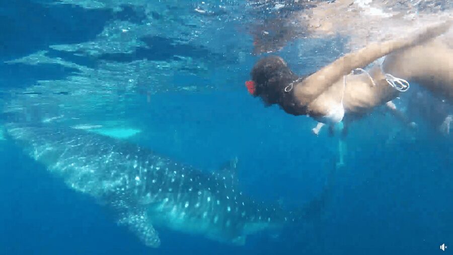 Cebu: Whale Shark Oslob and Moalboal Snorkeling Adventure - The long road to Moalboal