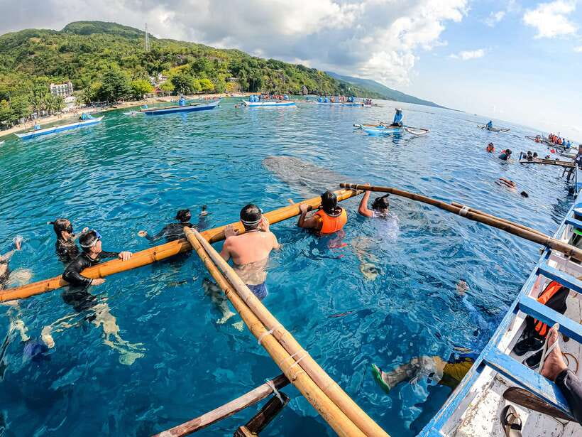 Cebu: Whale Shark Snorkeling & Kawasan Canyoning Tour - Lunch with a view of Kawasan Falls