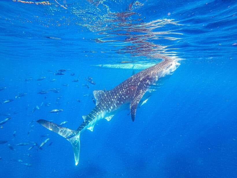 Cebu: Whale Shark Snorkeling & Kawasan Canyoning Tour - Oslob whale shark snorkeling, close but carefully timed
