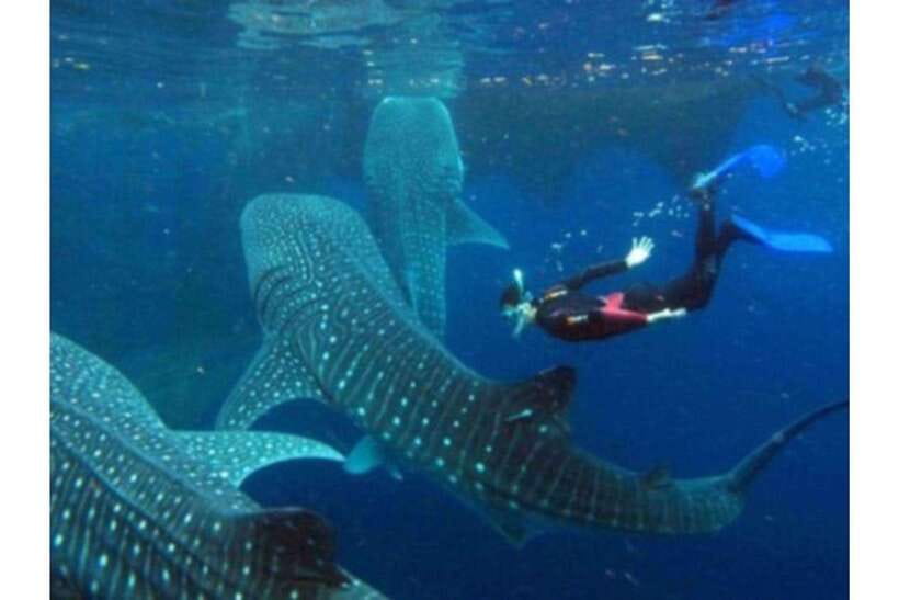 Cebu: Whale Shark Swim and Kawasan Canyoneering Group Tour - Three hours inside the Badian canyon