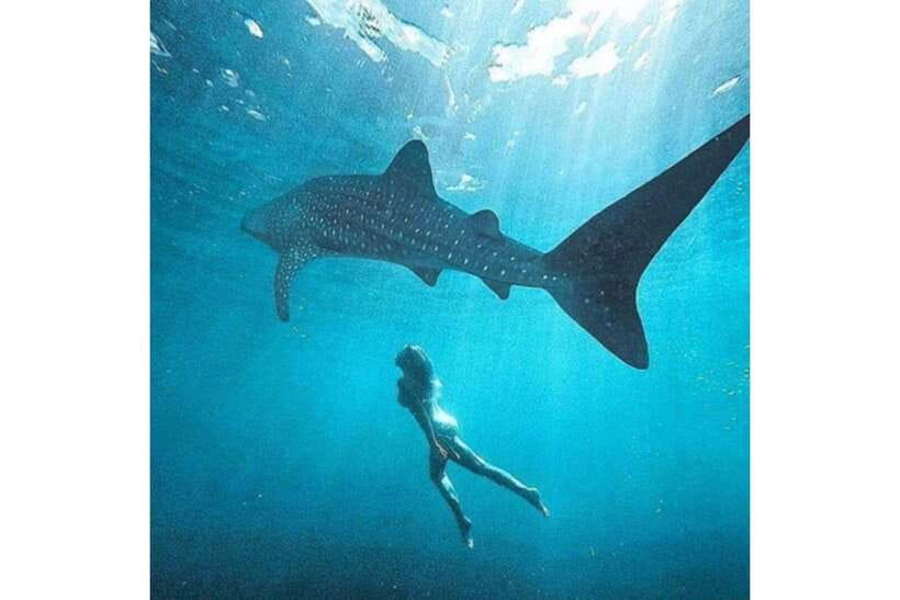 Cebu: Whale Shark Swim and Kawasan Canyoneering Group Tour - What $106 really covers