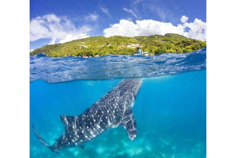 Cebu: Whale Shark Swim and Kawasan Canyoneering Group Tour - Starting early from Cebu, Mandaue, or Lapu-Lapu
