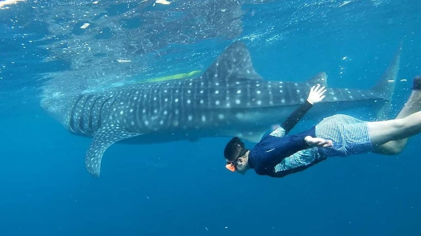 Cebu: Whale Shark Swim and Kawasan Canyoneering Tour - One Cebu day, two very different moods