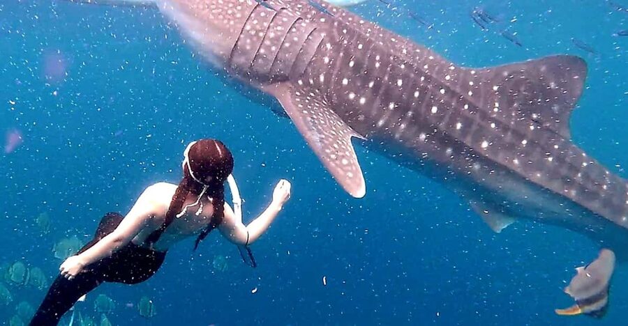 Cebu: Whale Shark Swim and Kawasan Canyoneering Tour - Zip lines, jumps, and choosing your limits