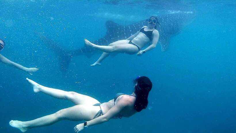 Cebu: Whale Shark Swim, Kawasan Falls & Moalboal Sardine Run - Breakfast, then the road toward Badian
