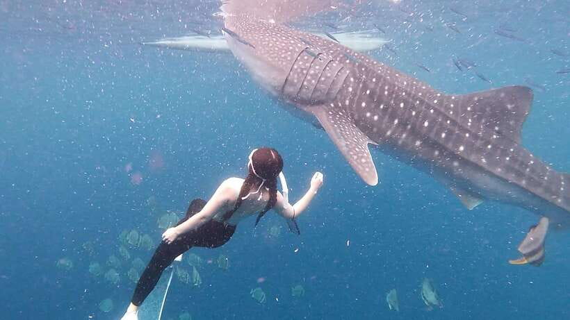 Cebu: Whale Shark Swim, Kawasan Falls & Moalboal Sardine Run - Moalboal’s sardines, turtles, and coral