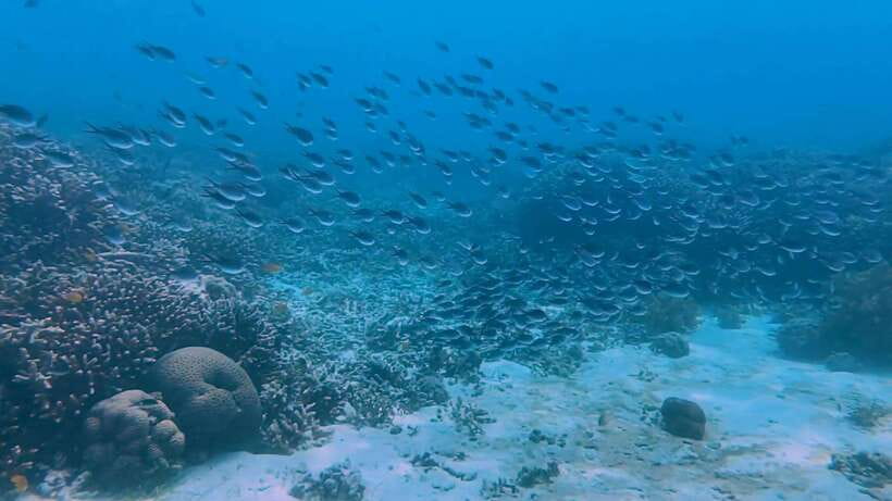 Cebu: Whale Shark Swim, Kawasan Falls & Moalboal Sardine Run - What the $122 price really covers