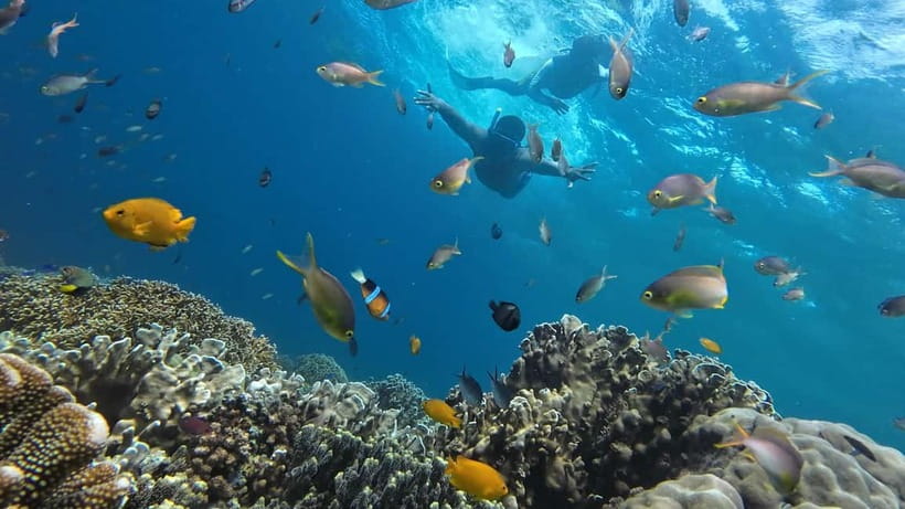Cebu: Whale Shark Swim, Kawasan Falls & Sardine Run - Key points to know before booking