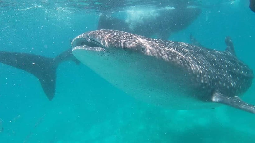 Cebu: Whale Shark Swim, Kawasan Falls & Sardine Run - Kawasan Falls gives you a freshwater reset