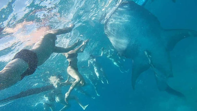 Cebu: Whale Shark Swim, Kawasan Falls & Sardine Run - Filipino lunch at the base camp