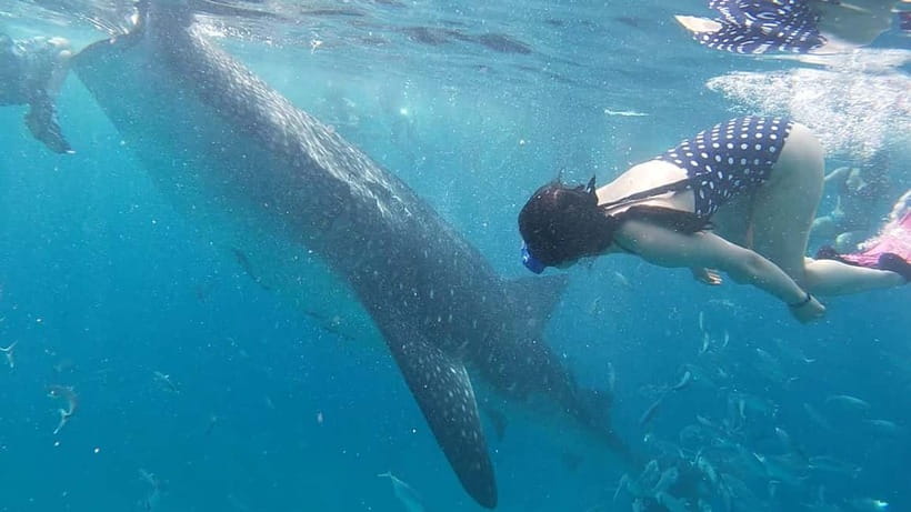 Cebu: Whale Shark Swim, Kawasan Falls & Sardine Run - Moalboal’s sardines and the chance of turtles