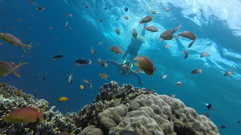 Cebu: Whale Shark Swim, Kawasan Falls & Sardine Run - The ride back to Cebu City