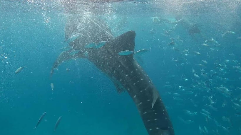 Cebu: Whale Shark Swim, Kawasan Falls & Sardine Run - Who will enjoy this Cebu day tour?