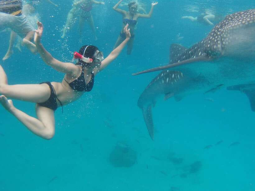 Cebu Whale Shark Swimming & Kawasan Canyoneering Group Tour - The 3 AM start and long road to Oslob
