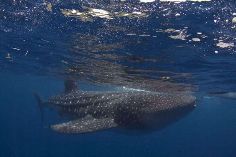 Cebu: Whale Shark Swimming, Sumilon Island and Kawasan Falls - Key points to know before booking