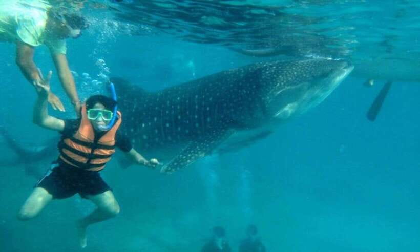 Cebu: Whale Shark Swimming, Sumilon Island and Kawasan Falls - What this South Cebu day actually feels like
