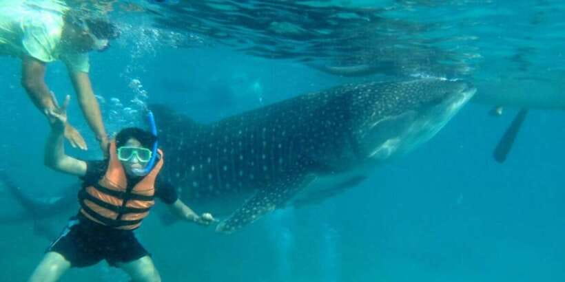 Cebu: Whale Shark Swimming, Sumilon Island and Kawasan Falls - Lunch in Badian before the waterfall