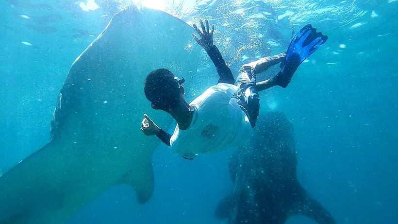 Cebu: Whale Shark, Tumalog Waterfall, and Moalboal Tour - The hard part is the long day