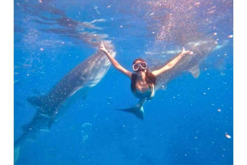 Cebu:Whale Shark, Waterfall, and Sardine Run Group Tour+Meal - Why this Cebu day works so well