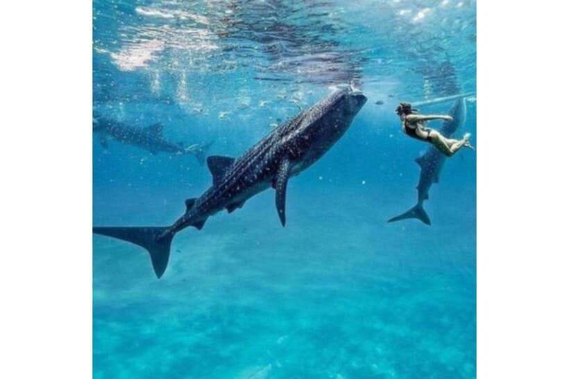 Cebu:Whale Shark, Waterfall, and Sardine Run Group Tour+Meal - Breakfast after the whale shark encounter