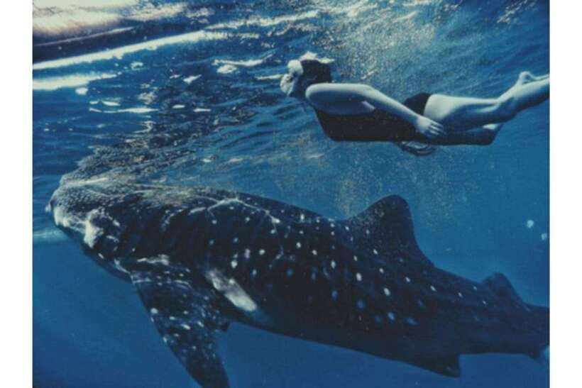 Cebu:Whale Shark, Waterfall, and Sardine Run Group Tour+Meal - Who will enjoy this tour most