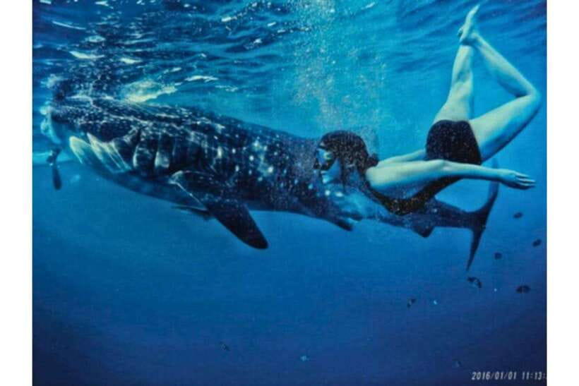 Cebu:Whale Shark, Waterfall, and Sardine Run Group Tour+Meal - Is Cebu AATravel and Tour’s full-day trip worth booking?