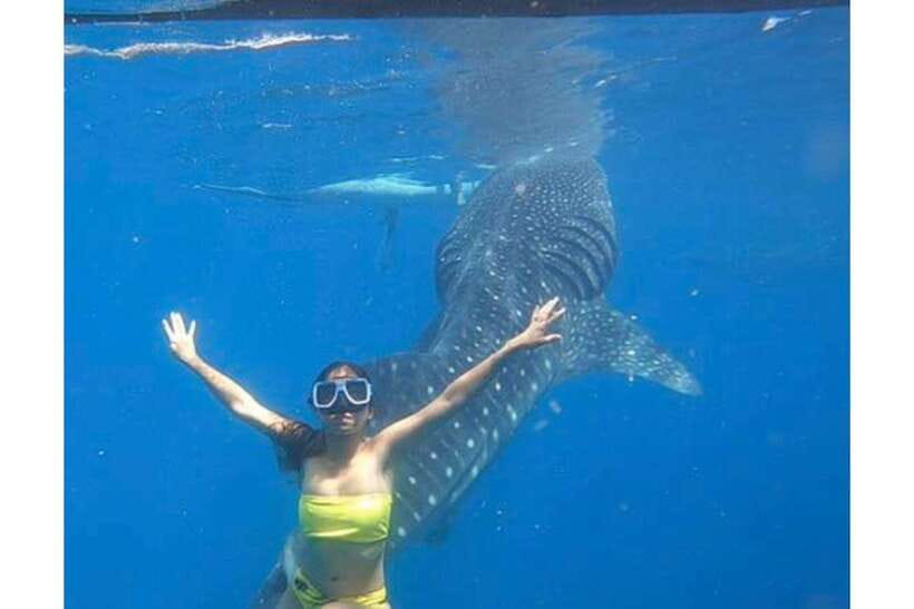 Cebu:Whale Shark, Waterfall, and Sardine Run Group Tour+Meal - Oslob whale sharks at the start of the day