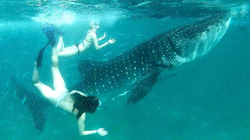 Cebu: Whale Sharks, Ka-Treasure Water Terraces & Simala Tour - Key points to know before booking