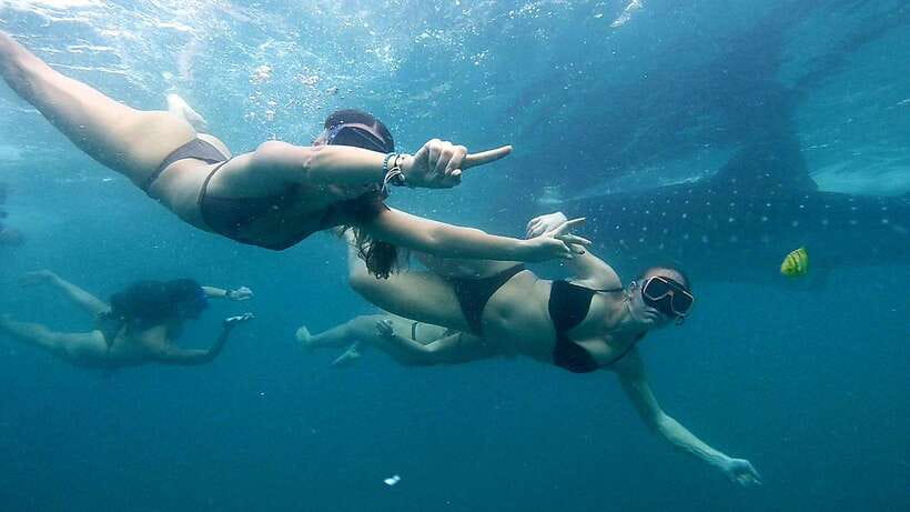 Cebu: Whale Sharks, Ka-Treasure Water Terraces & Simala Tour - Why the whale sharks make this a very early morning