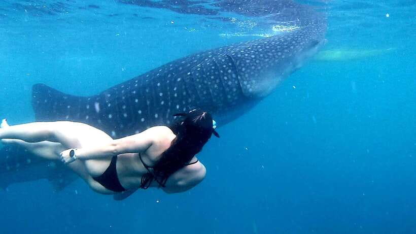 Cebu: Whale Sharks, Ka-Treasure Water Terraces & Simala Tour - The $98 price: where the value sits