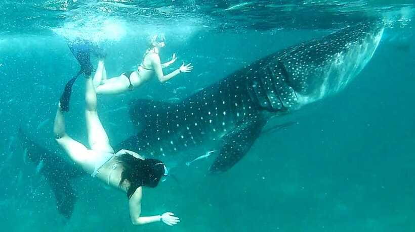 Cebu: Whale Sharks, Ka-Treasure Water Terraces & Simala Tour - Who will enjoy this Cebu day trip
