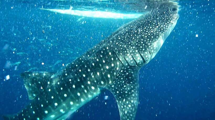 Cebu: Whale Sharks, Ka-Treasure Water Terraces & Simala Tour - Breakfast after the water activity