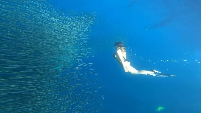 Cebu: Whale Sharks, Kawasan Falls, & Sardines Run Snorkeling - Why this Cebu combination works