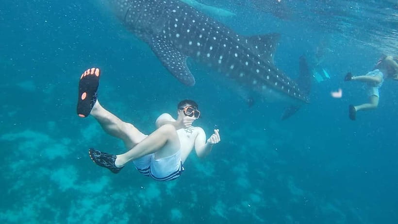 Cebu: Whale Sharks, Kawasan Falls, & Sardines Run Snorkeling - Oslob before breakfast: whale sharks and the early queue