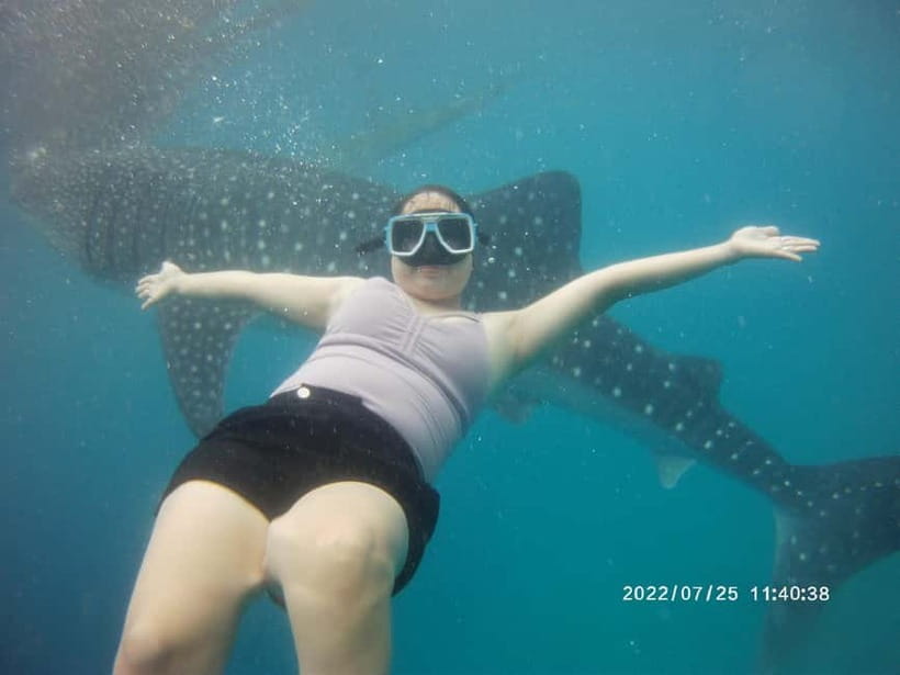 Cebu: Whale Sharks, Kawasan Falls, & Sardines Run Snorkeling - Moalboal’s sardines and sea turtles