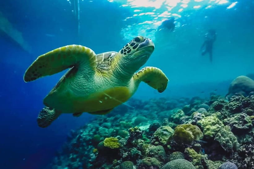 Cebu: Whale Sharks, Kawasan Falls, & Sardines Run Snorkeling - Who should book this full-day route?