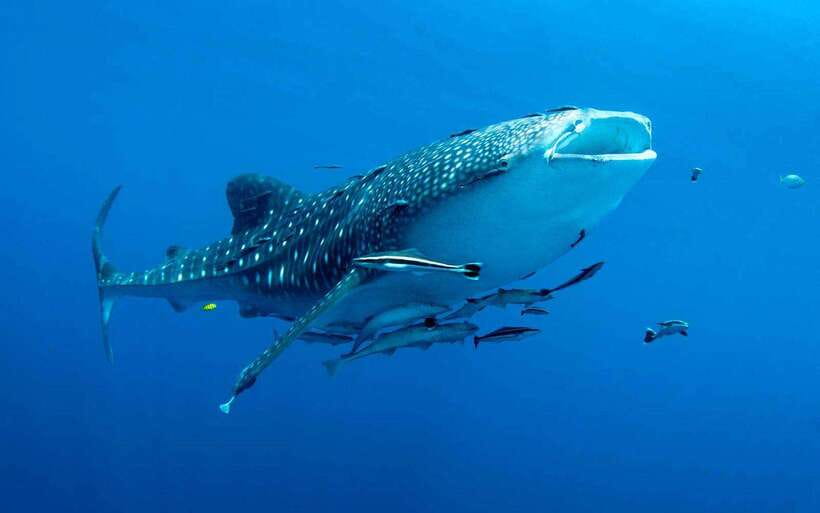 Cebu: Whale Sharks, Tumalog Falls, and Monkey Sanctuary Tour - Why the whale sharks are the main event