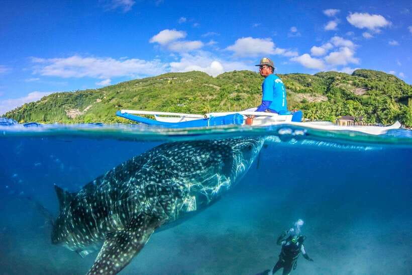 Cebu: Whale Sharks, Tumalog Falls, and Monkey Sanctuary Tour - Lunch, coconut, and the rhythm of the day